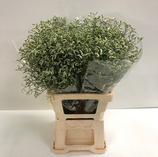 Limonium china white.jpg